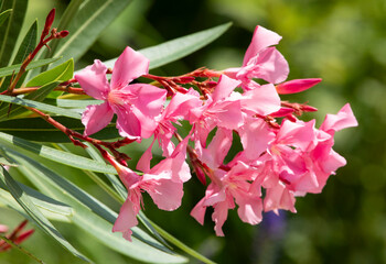 Pink flowers on blooming Nerium oleander shrub