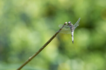 A male Scarce Chaser or Libellula fulva dragonfly on the tip of a reed straw
