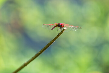 Trithemis annulata, commonly known as the violet dropwing, violet-marked darter, purple-blushed...