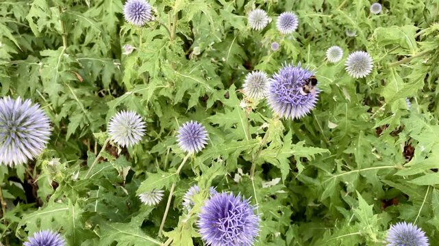 Purple thistle attracting bumblebees in metropolitan area - urban ecology clip