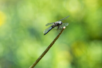 A male Scarce Chaser or Libellula fulva dragonfly on the tip of a reed straw