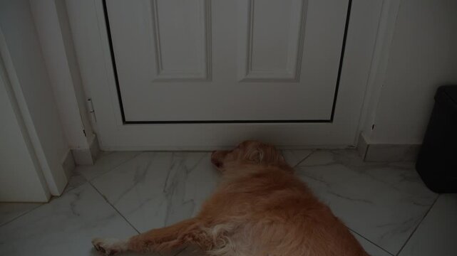 Dog lying near closed door inside home