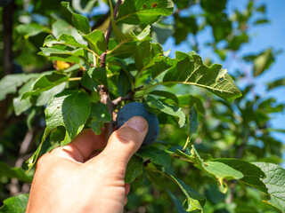 Hand picking a ripe Prunus domestica plum from a tree branch. Fresh organic fruit rich in fiber and...