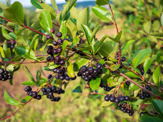 Aronia melanocarpa bush with ripe chokeberries on plantation. Antioxidant-rich superfood used in...