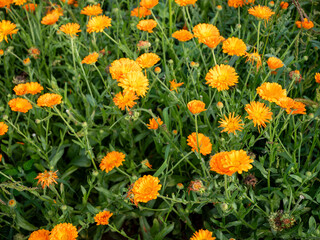 Close-up view of Calendula officinalis flowers growing in a garden. Medicinal marigold used for herbal remedies, skincare, teas and natural cosmetics. Medicinal and ornamental plant.