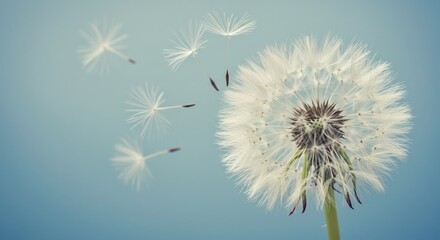 Fototapeta premium 綿毛が優しく舞い上がる 淡い青背景 春の穏やか写真. AI Generated