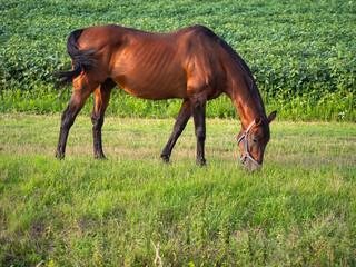 Thoroughbred bay horse grazing on green pasture near crops in rural Slovakia. Slim horse with...