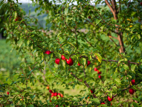 Cherry plum tree (Prunus cerasifera) with small red fruits growing on branches in summer orchard. Natural outdoor scene with green leaves and ripe stone fruits.