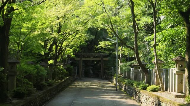 神社の参道に並ぶ青紅葉と石灯篭