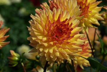 Dahlia orange au jardin en été