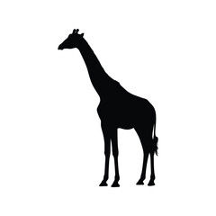 Silhouette of a giraffe standing tall and proud isolated on white background