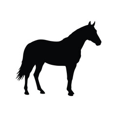 Black silhouette of a standing horse isolated on white background