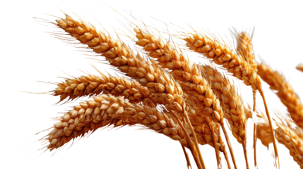 Golden Grain: A close-up showcases sun-kissed wheat heads, a symbol of harvest and abundance, against a simple background, capturing the beauty of nature's bounty.