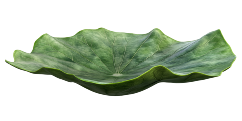 Lotus Leaf Plant Isolated Transparent Background