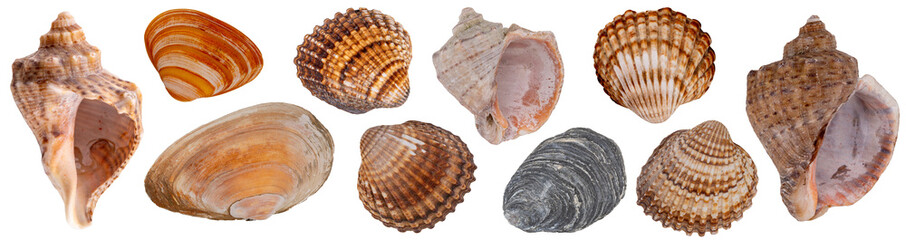 set of seashells isolated on white background