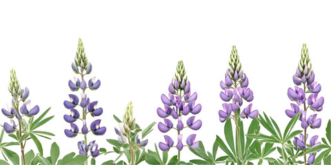 Naklejka premium Lupine Flower with Broad Leaves Transparent Background
