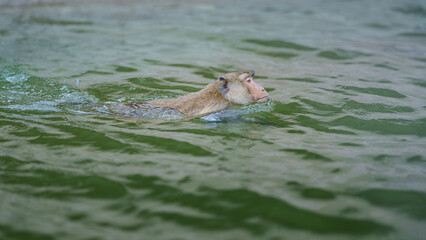 Fototapeta premium One monkey or Macaca was having enjoy swimming alone on the river, showing only his head and looking at Monkey Island, Kaeng Krachan National Park, Phetchaburi, Thailand. Leave space for text input.