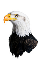 Obraz premium Bald eagle portrait with detailed feather textures and vibrant colors