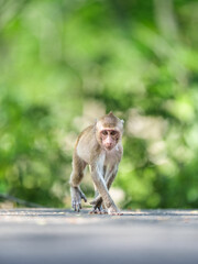 Portrait, little monkey or Macaca on road in forest park, it walk, standing position looked and...