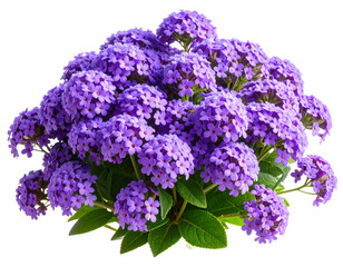 Single Yellow Helenium Flower with Prominent Cone Center, isolated on transparent background