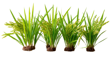 Golden Rice Field Array: A close-up, vibrant image showcases a collection of lush, healthy rice plants, each laden with golden grains.