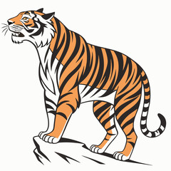 tiger on white background