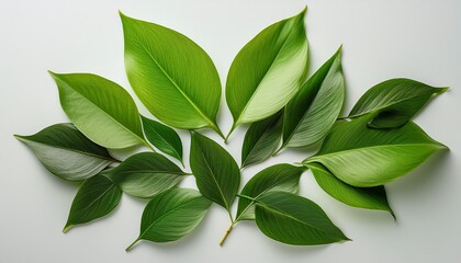 vibrant green leaves arranged artistically on a light background showcasing nature s beauty