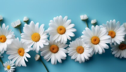 Obraz premium delicate white daisies on a pastel blue background