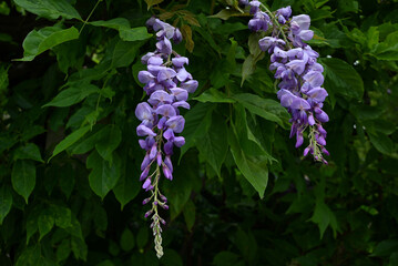 Fleurs de glycine en gros plan avec son feuillage