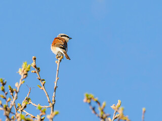 Red-backed shrike perched on a branch against blue sky