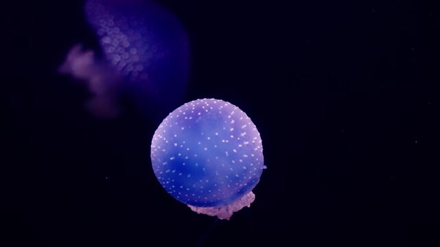 A glowing Phyllorhiza punctata jellyfish drifts gracefully in the dark ocean, its bioluminescence illuminating the water.