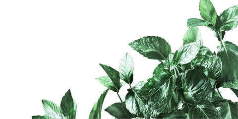 Mint Leaves Plant Isolated on Transparent Background