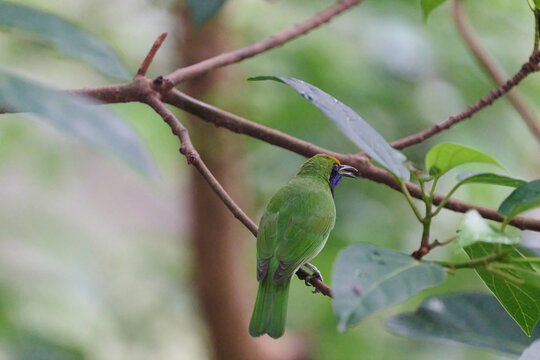 Golden-fronted Leafbird (Chloropsis aurifrons) perched on branch with lush green foliage in Hong Kong. Vibrant green bird with golden crown and blue throat.