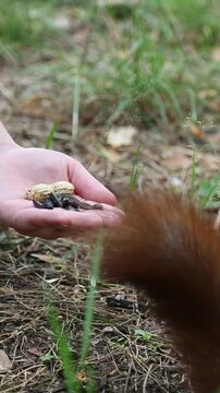 The domesticated small squirrel approaches the human hand and carefully accepts several treats, creating an intimate moment of interaction from a person and wild animal