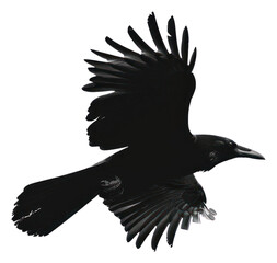 Fototapeta na wymiar PNG Majestic black bird flying