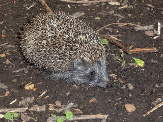 Young European hedgehog, exploring the forest floor