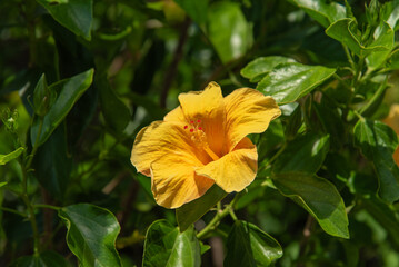 黄色いハイビスカスの花