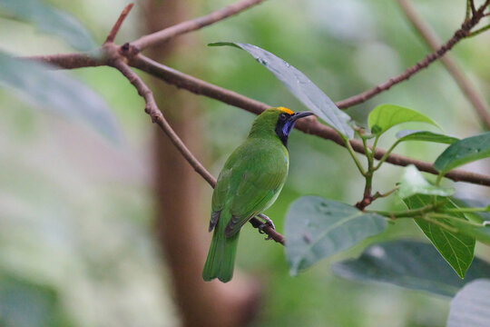 Golden-fronted Leafbird (Chloropsis aurifrons) perched on branch with lush green foliage in Hong Kong. Vibrant green bird with golden crown and blue throat.
