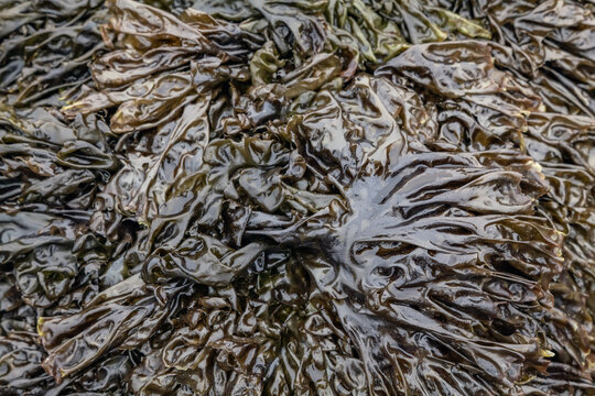 Pyropia perforata, Porphyra is a genus of coldwater seaweeds that grow in cold, shallow seawater. near Point Joe Vista Point. 17-Mile Drive,  Monterey Peninsula in California. Intertidal Zone.