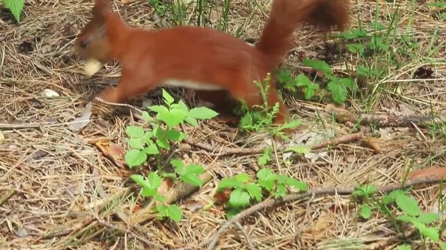 Active red protein sniffs the earth search for buried nuts and food in a natural forest environment with multiple vegetation around