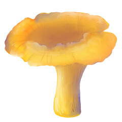 Hand drawn illustration of a golden edible chanterelle mushroom in watercolor style with soft lighting and realistic volume. Perfect for nature, autumn forest themed design.
