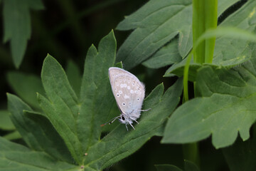 butterfly on a leaf