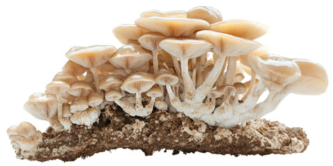 Mushroom Cluster on Soil Base Isolated on Transparent Background