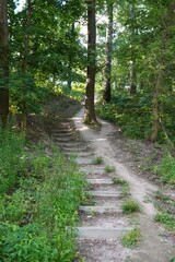 Dense green forest scene featuring a stepped pathway winding through tall trees and lush...