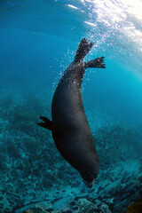 Close-up of a large Australian fur seal bull swimming in the turquoise waters surrounding Montague...