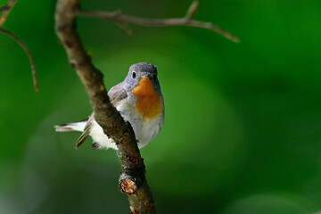 Zwergschnäpper // Red-breasted flycatcher (Ficedula parva)