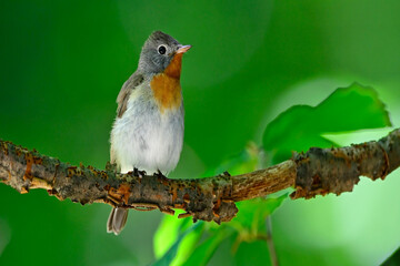 Zwergschnäpper // Red-breasted flycatcher (Ficedula parva)