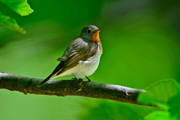 Red-breasted flycatcher // Zwergschnäpper  (Ficedula parva)