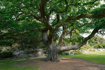 Large old tree with a thick trunk and wide branches in a green park.