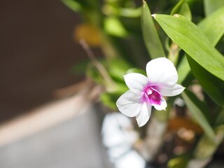 pink orchid flower